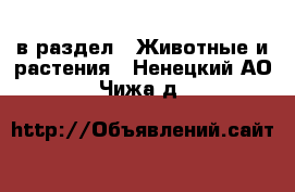  в раздел : Животные и растения . Ненецкий АО,Чижа д.